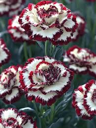 Marron Mix Dianthus Caryophyllus Flower Seeds for Planting Perfect for Borders Heirloom & GMO Free Seeds for Home Garden
Sale