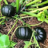 Table King Bush Acorn Squash Planting Seed for Robust Growth and Delicious Harvest in Your Garden