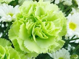 White Green Dianthus Caryophyllus Flower Seeds for Planting Wildflower Mix Heirloom & GMO Free Seeds for Home Garden
Sale