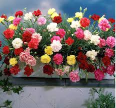 Mixed Colour Carnation Flower Seeds for Planting Pollinator Friendly Heirloom & GMO Free Seeds for Home Garden
Sale