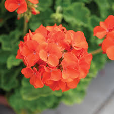 Orange Geranium Zonal Flower seeds for Planting - Sun Loving, Heirloom & GMO Free Seeds for Home Garden