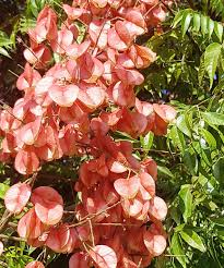 Red Koelreuteria Flower Seeds - Easy Planting for Vibrant Gardens