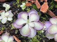 Pinguicula Moctezumae Seeds for Planting Exotic Carnivorous Plant Seeds