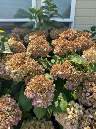 Brown Hydrangea Flower Seeds for Easy Planting