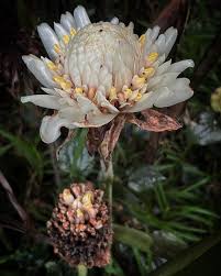 White Etlingera Elatior Flower Seeds for Planting Tropical Beauty - Evergrowseeds