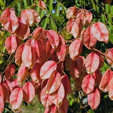 Red Koelreuteria Flower Seeds - Easy Planting for Vibrant Gardens