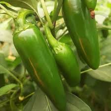 Jalapeno Pepper Seeds for Vegetable Planting
