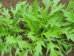 Green Mizuna Seeds for Planting Fast-Growing Vegetable Greens