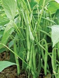 Planting Cowpea Vegetable Seeds for Your Garden