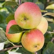 Orange Apple Seeds for Planting Grow Your Own Unique Fruit
