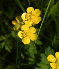 Yellow Buttercup Flower Seeds Planting Essentials