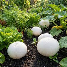 Puffball Mushroom Vegetable Planting Seeds
