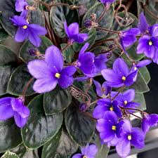 Mini African Violet Seeds for Indoor & Outdoor Planting - Easy to Grow