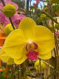 White Yellow Butterfly Orchid Seeds for Planting