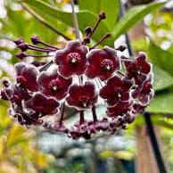 Dark Maroon Hoya Carnosa Flower Seeds for Planting Colorful Display Heirloom & GMO Free Seeds for Home Garden
Sale