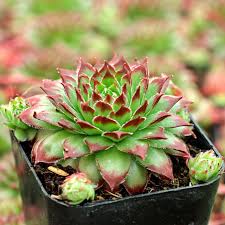Sempervivum Flower Seeds for Planting Seed for Hardy Succulent Growth