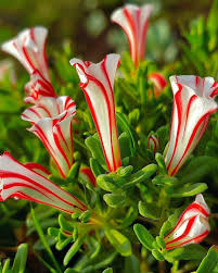 Red White Candy Cane Flower Seeds for Planting Vibrant Annual Blooms Heirloom Non-GMO Seeds