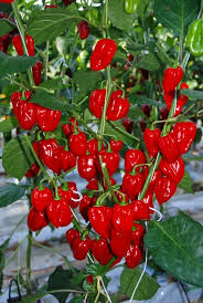 Red Cachucha Vegetable Seeds for Easy Planting