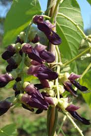 Velvet Bean Seeds for Planting - Grow Your Own Vegetables
