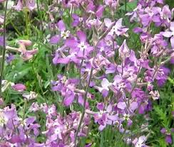Purple Mixed EveningScented Flower Seeds for Planting Low Maintenance Heirloom & GMO Free Seeds for Home Garden
Sale