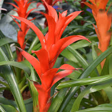 Mixed Bromeliad Seeds for Planting – Heirloom NonGMO SunLoving Organic Garden Seeds with High Germination
Sale - Evergrowseeds