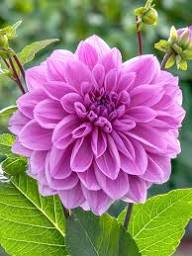Violet Dahlia Flower Seeds for Planting Compact Growth Heirloom & GMO Free Seeds for Home Garden
Sale