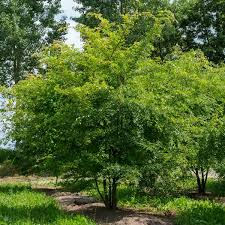 Zelkova Sinica Tree Planting Seed for Thriving Growth and Stunning Shade in Your Landscape