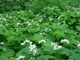 Eiche Flower seeds for Planting - Shade Tolerant, Heirloom & GMO Free Seeds for Home Garden