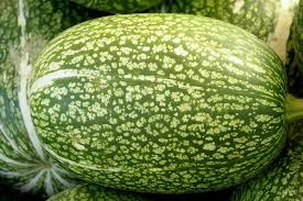 Green Cucurbita Pepo Ficifolia Seeds for Easy Planting