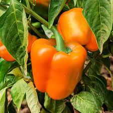 Orange Bell Pepper Vegetable Seeds for Planting - Year-Round Growth
