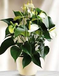 Anthurium Andraeanu White Seeds for Planting - Ideal for Home Gardens and Indoor Decor