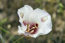 Calochortus Flower Seeds for Planting | Unique and Beautiful Blooms