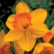 Orange Narcissus Flower Seeds for Planting Colorful Display Heirloom & GMO Free Seeds for Home Garden
Sale