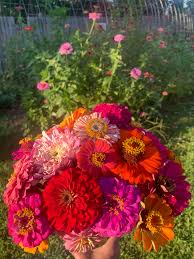 Zowie Flower Planting Seeds for Vibrant Blooms and Thriving Gardens - Seed for Your Colorful Floral Display - Evergrowseeds