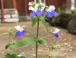 Collinsia Verna Flower Planting Seeds - Vibrant Annual Seeds for Colorful Gardens