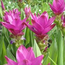 Rhizoma Curcuma Flower Seeds Planting