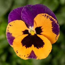 Purple Orange Pansy Seeds for Vibrant Planting