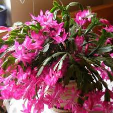 Zygocactus Truncatus Dark Pink Flower Seeds for Planting in Gardens - Easy to Grow Flowering Cactus Seeds