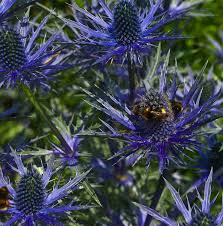 Purple Eryngium Alpinum Superbum Seeds for Planting - Perennial Flower Seeds for Garden Elegance