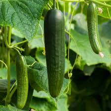 Dark Green Cucumber Seeds for Planting - Premium Vegetable Seeds