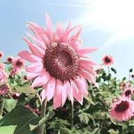Semillas De Girasol Flower Seeds for Planting Seed for Bright, Radiant Blooms