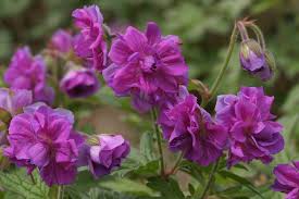 Purple Pink Geranium Flower Seeds for Planting Vibrant Annuals for Colorful Gardens