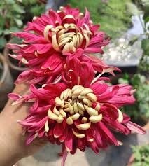 Yellow Red Chrysanthemum Flower Seeds for Planting