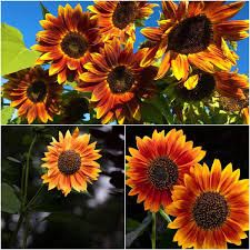 Orange Sunflower Seeds for Planting