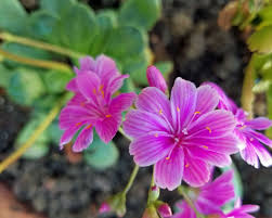 Lewisia Pink Flower Seeds for Planting | Colorful Perennial Blooms - Evergrowseeds
