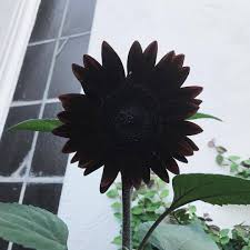 Black Giant Sunflower Seeds for Planting Fragrant Blossoms Heirloom & GMO Free Seeds for Home Garden
Sale