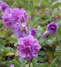 Purple Pink Geranium Flower Seeds for Planting Vibrant Annuals for Colorful Gardens