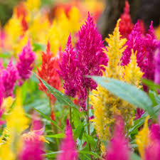 Celosia Flower seeds for Planting - Long Bloom Season, Heirloom & GMO Free Seeds for Home Garden