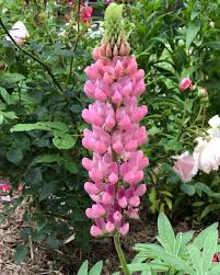 Light Pink Lupine Flower Seeds blooming in flower beds, containers, borders, and pollinator-friendly gardens