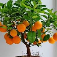 Orange Fruit Seeds for Planting - Grow Delicious Oranges